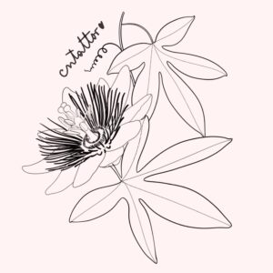 Passiflora-5