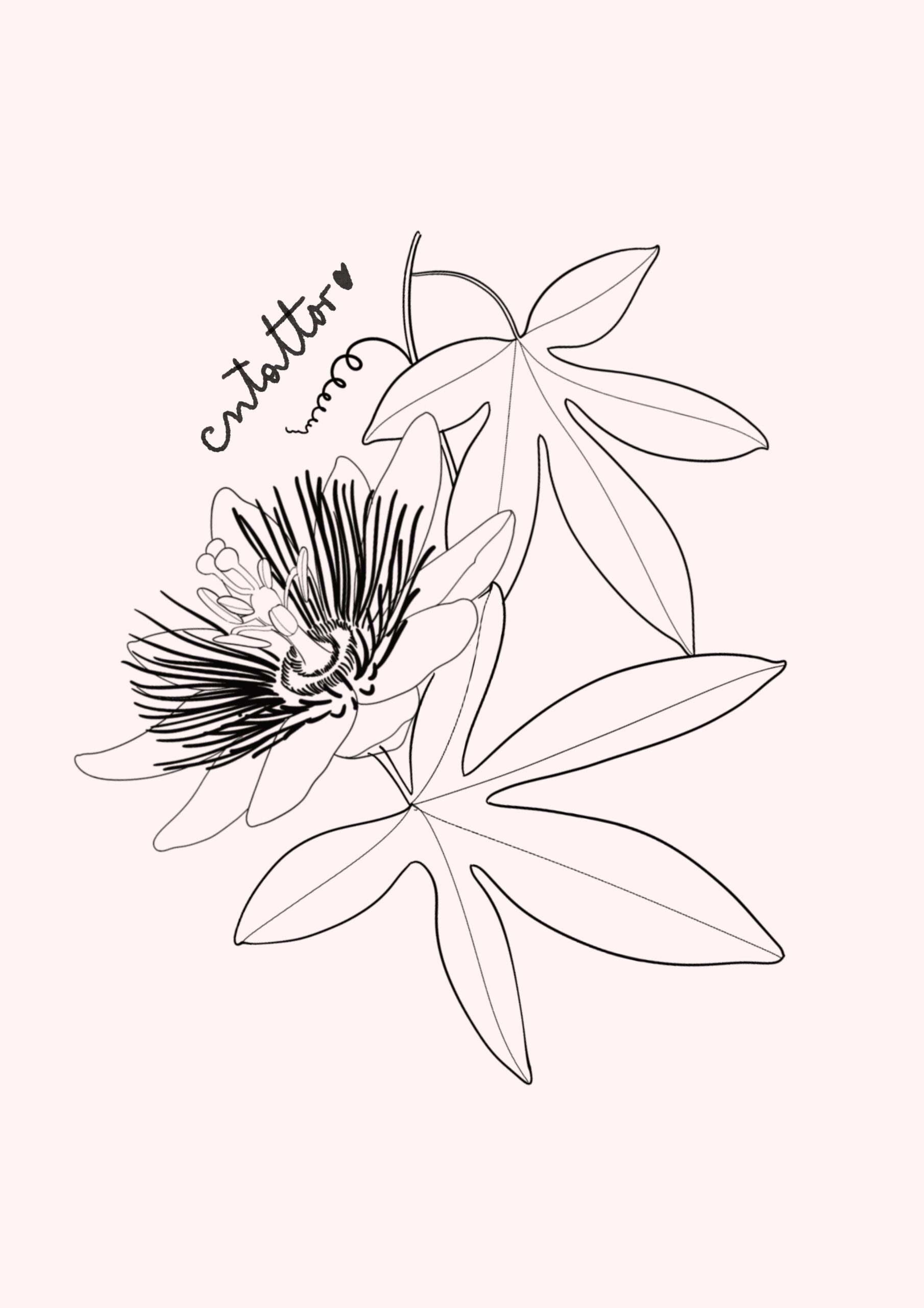 Passiflora-5