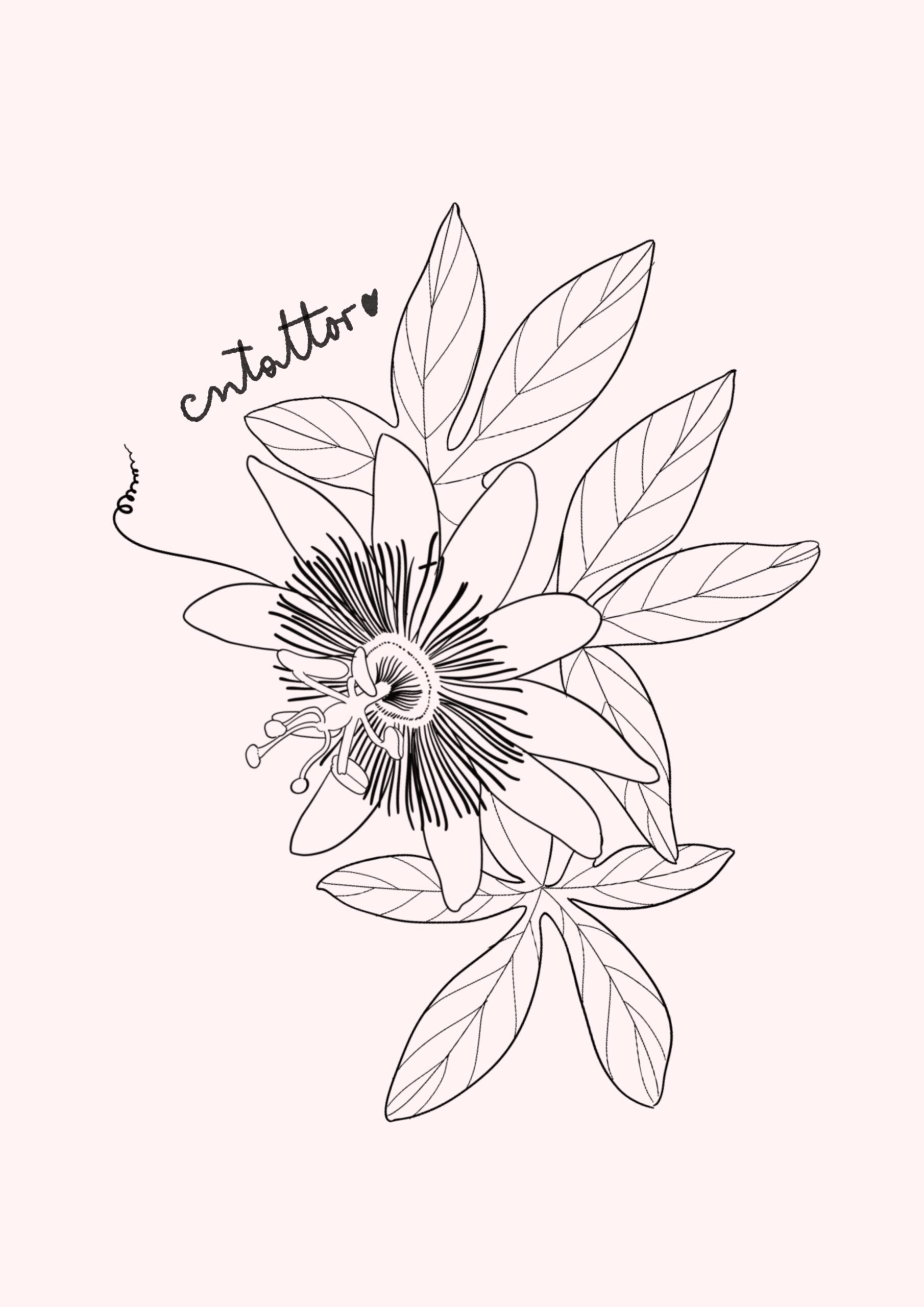 Passiflora-3