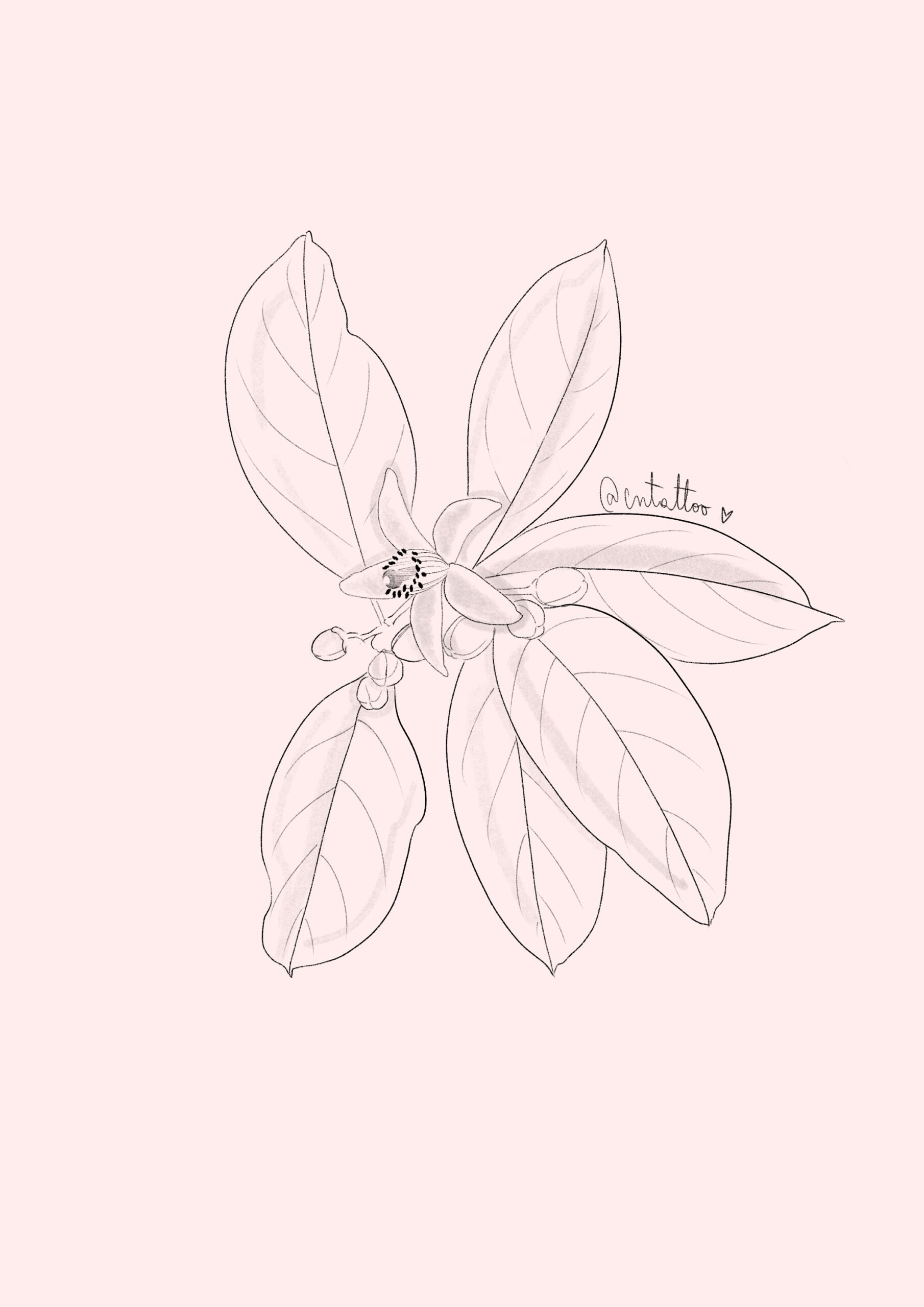 Flor de naranjo-1 - Imagen 2
